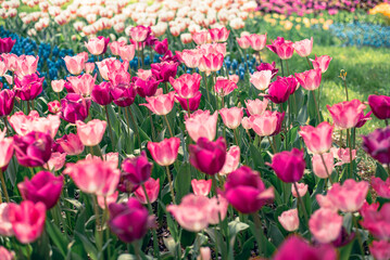 チューリップ畑