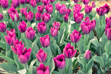 チューリップ畑