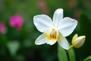 Fototapeta premium Delicate white orchid petals unfolding in a Puerto de la Cruz garden, puerto del cruz, botanical garden
