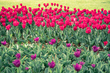 チューリップ畑