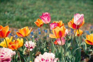 チューリップ畑