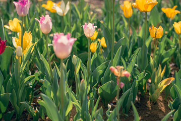 チューリップ畑