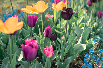 チューリップ畑