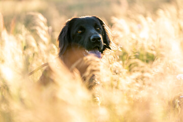 hovawart dog in a grass beautiful field in the summer pretty canine