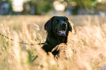 hovawart dog in a grass beautiful field in the summer pretty canine