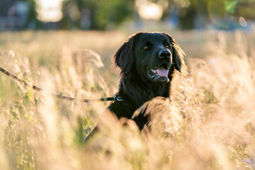 hovawart dog in a grass beautiful field in the summer pretty canine