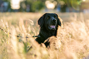 hovawart dog in a grass beautiful field in the summer pretty canine