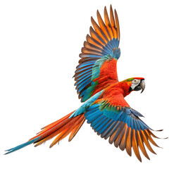 Fototapeta premium Scarlet Macaw in Flight Vibrant Tropical Bird with Open Wings Isolated on White Background