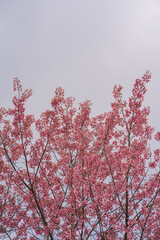 travel in nature concept with pink cherry blossom tree and clear sky in springtime season