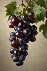Fototapeta premium Fresh grapes on vine, healthy fruits, juicy and ripe, natural background