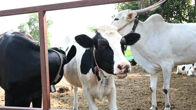 Agro-Industry, Agriculture and Animal Husbandry Animal husbandry concept - herd of cows eating hay in cowshed in dairy farm