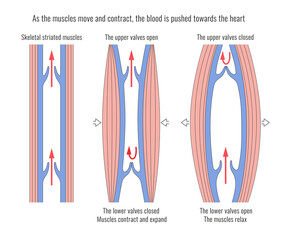 As muscles expand and contract, blood is pushed toward the heart © Aldona