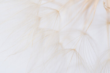 Delicate dandelion seeds captured in soft, ethereal macro shot with light, airy background emphasizing natures fragility and beauty. Nature and botanical concepts of minimalism, mindfulness aesthetics