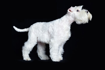 White miniature schnauzer standing pose, side portrait on black background