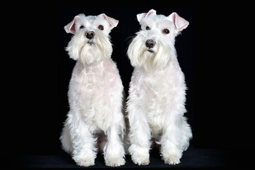 Front portrait of a pair of white miniature schnauzers sitting, black background