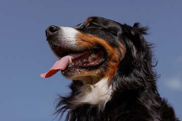 portrait of a large beautiful dog with his tongue hanging out against the sky, Bernese Mountain Dog bottom view