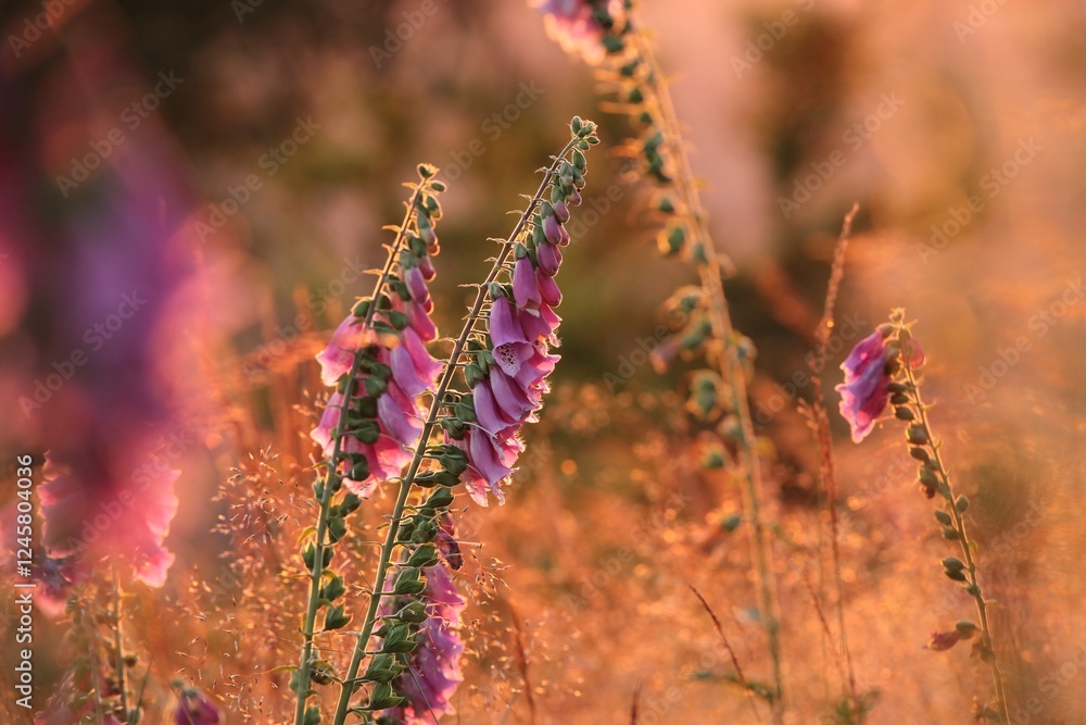 Wall mural Purple foxglove - Digitalis purpurea during sunset