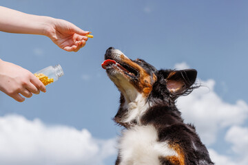 woman giving yellow pill to big dog on street, close up, dog treatment concept, pet vitamins