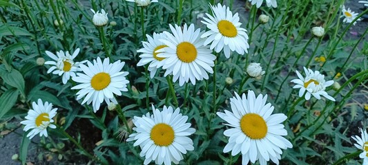 Obraz premium daisies in the grass