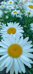 Fototapeta premium Camomile