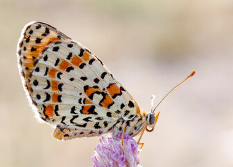 Detailed Close-Up of a Butterfly