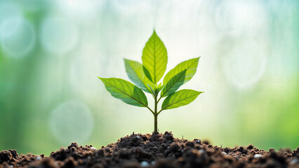 Young sprout growing in soil.  New life, growth, and nature's resilience.  Environmental conservation and sustainability.