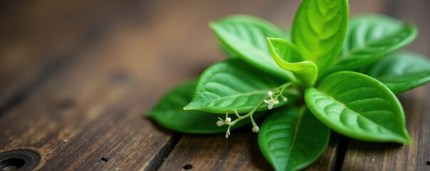 Delicate calathea with small white leaves on a wooden desk surface, plant, nature, leafy