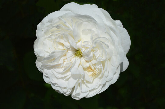 Closeup of the white double flower of the heritage garden Damask rose Mme Hardy.