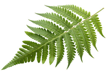 Green leaves fern tropical plant isolated on white background, clipping path included.