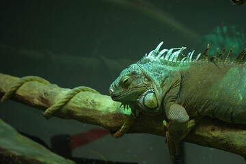 Green Iguana Resting on a Branch