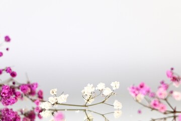 Pink and white gypsophila flowers on a light background. Concept creative floral background