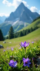 Fototapeta premium Alpine meadow landscape with Scilla bifolia alpine squill, flowering plants, spring bloom