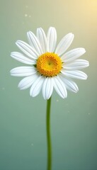 Naklejka premium Single white daisy, vibrant petals, yellow center , botanical, flora, beauty