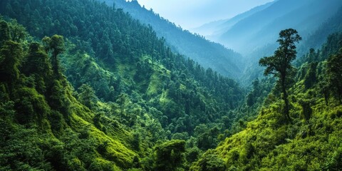 Fototapeta premium Lush green valley surrounded by mountains under soft blue sky with sunlight filtering through trees creating a tranquil natural landscape.