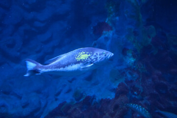 Blue Fish with Yellow Spot Swimming