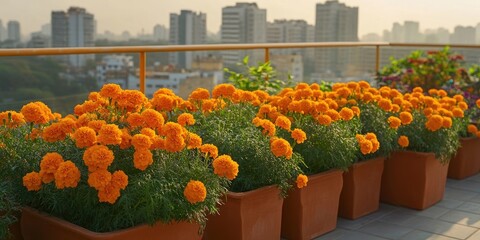 Lush orange marigold flowers in terracotta pots on a sunny balcony, with a city skyline and distant buildings in soft light and greenery.
