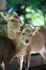 仲良しな鹿