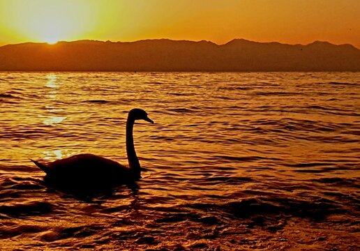 swan on sunset