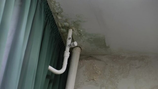 The damaged ceiling and walls are covered with peeling paint, visible water stains, and green mold that spreads due to excessive humidity in the room.