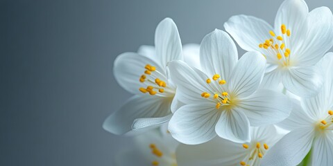 Delicate white flowers with vibrant yellow pollen arranged gracefully in soft focus against a light gradient background emphasizing their natural beauty