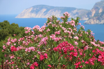 Obraz premium Oleander vor traumhafter Kulisse in Griechenland