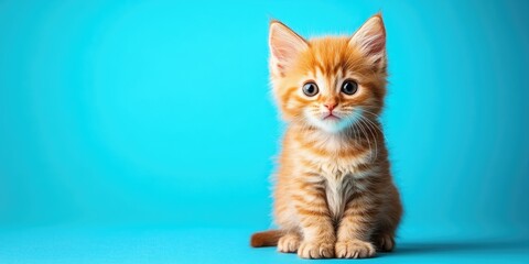 Cute orange tabby kitten with big eyes sitting on a vibrant turquoise background, showcasing its fluffy fur and playful expression.