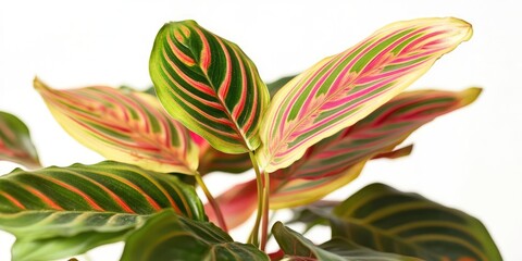 Vibrant Maranta Leuconeura Fascinator leaves display striking red stripes with green accents positioned prominently against a soft white background.