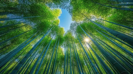 Lush green bamboo forest reaching towards a bright blue sky with sun peeking through leaves