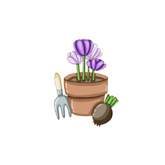 a potted dark purple and light purple crocus flower.