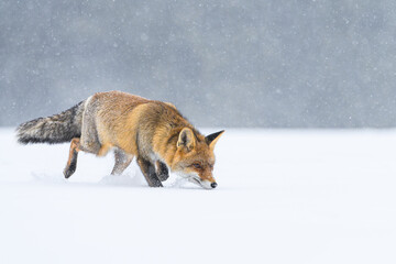 A red fox is running and sniffing across the snowy plain, looking for prey