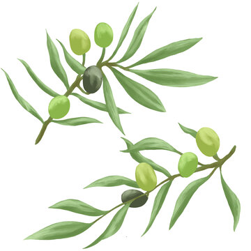 olive branches green olives watercolor style clip art preview