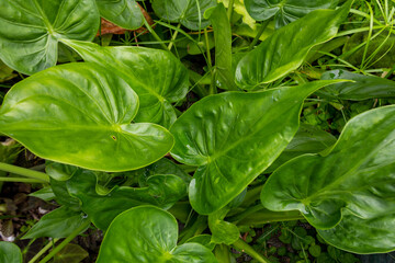 Alocasia Cucullata Air Purifying Plant with Lush Green Foliage