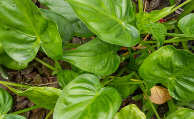 Alocasia Cucullata Air Purifying Plant with Lush Green Foliage