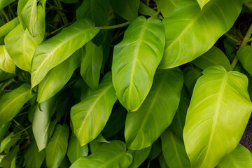 Philodendron 'Lemon Lime' Plant with Bright Green Foliage